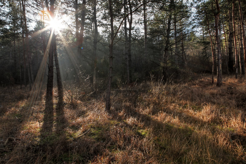 sun light in forest - magic forest - sončni arki v gozdu - čarobni gozd_MG_4136_7_8_tonemapped-m.jpg