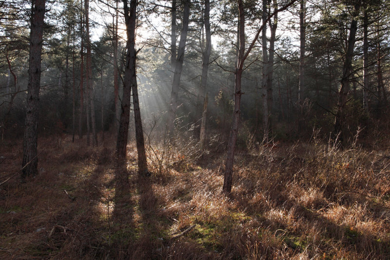 sun light in forest - magic forest - sončni arki v gozdu - čarobni gozd_MG_4126m.jpg