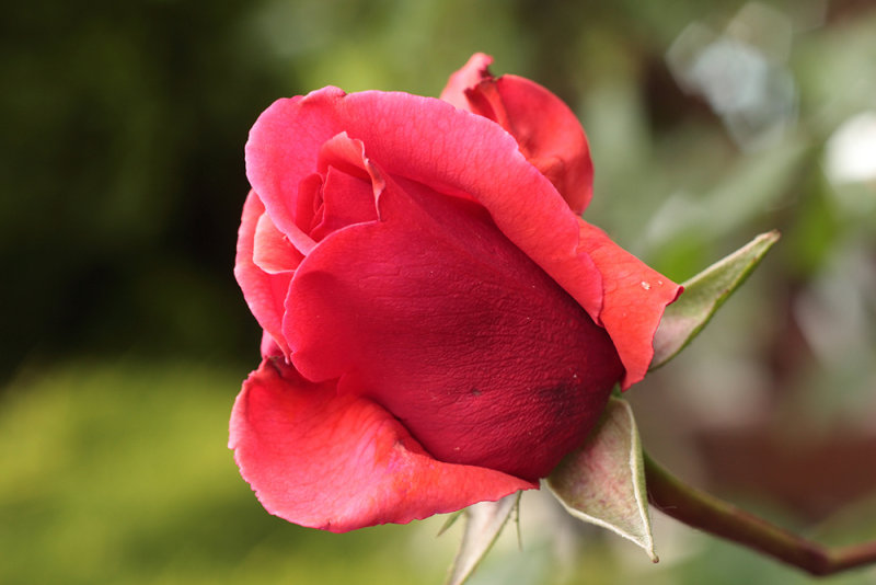 rose - vrtnica (_MG_6442m.jpg)