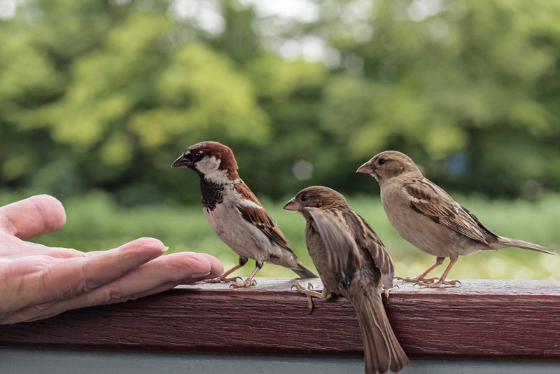sparrows - vrabci (_MG_1547m.jpg)