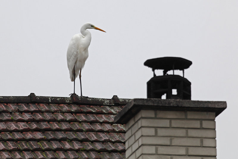 Ardea alba - egret - bela čaplja (_MG_0630m.jpg)