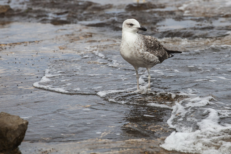 seagull laridae galeb (IMG_6971m.jpg)