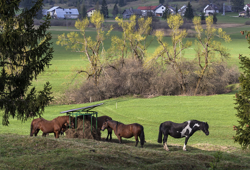 horses on plateau Rakitna (_MG_9708m.jpg)