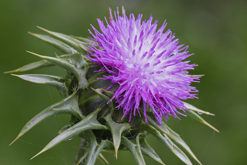 milk thistle (_MG_7096m.jpg)