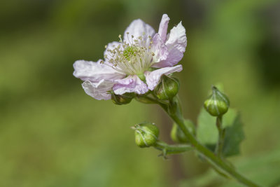 Blackberry blossom (IMG_5425ok.jpg)