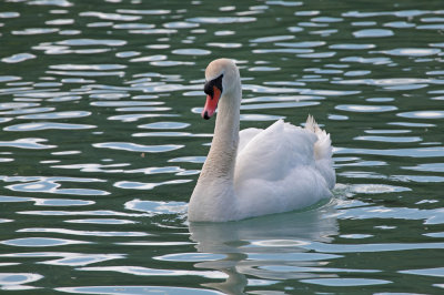 swan - labod grbec (IMG_9258m.jpg)