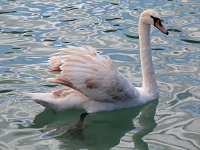 swan - labod grbec (IMG_9243m.jpg)
