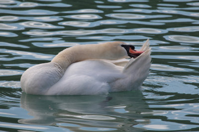 swan - labod grbec (IMG_9268m.jpg)