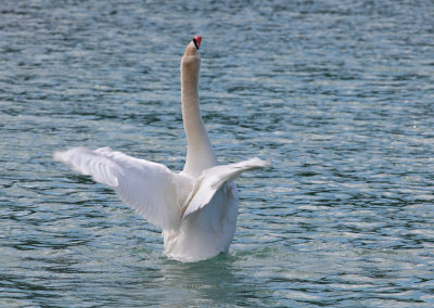 swan - labod grbec (IMG_9279m.jpg)