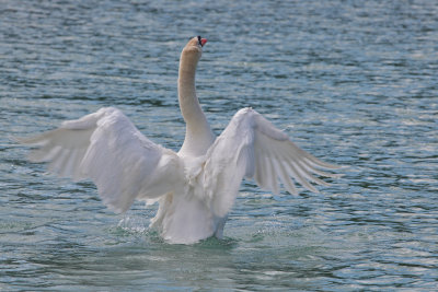 swan - labod grbec (IMG_9280ok.jpg)