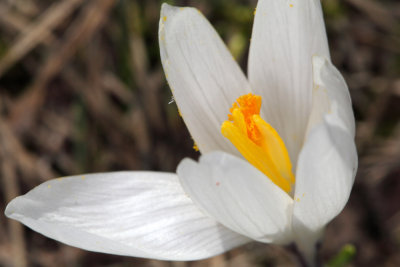 crocus (IMG_5650m.jpg)