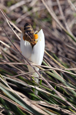 crocus (IMG_5530m.jpg)