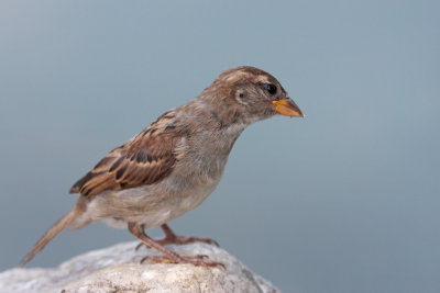 passer domesticus - sparrow - vrabec(IMG_2366p.jpg)