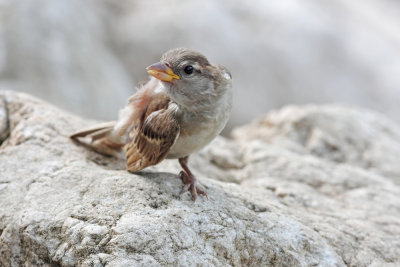 passer domesticus - sparrow - vrabec(IMG_2566p.jpg)