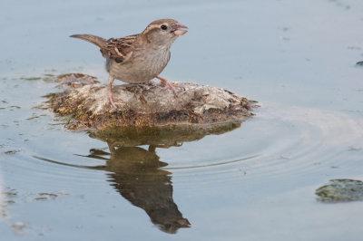 passer domesticus - sparrow drinking water - vrabec (IMG_2664p.jpg)