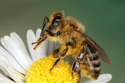 bee on flower (IMG_8589m.jpg)