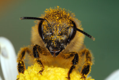 bee on flower (IMG_8578m.jpg)