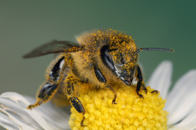 bee on flower (IMG_8571m.jpg)