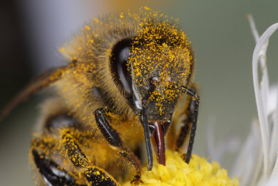 bee on flower (IMG_8557m.jpg)