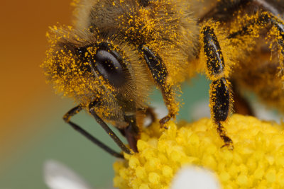 bee on flower (IMG_8552m.jpg)