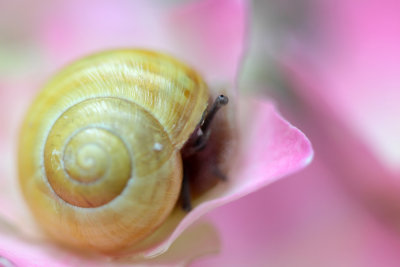 snail on blossom (IMG_2094m.jpg))