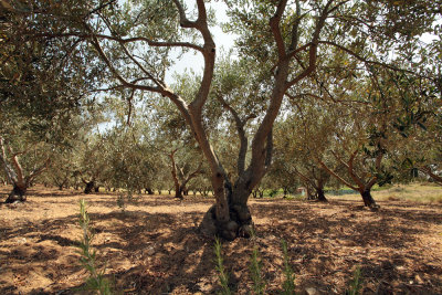olive grove on island Vis (IMG_2963m.jpg