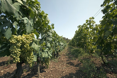 vineyard on island Vis (IMG_2975m.jpg