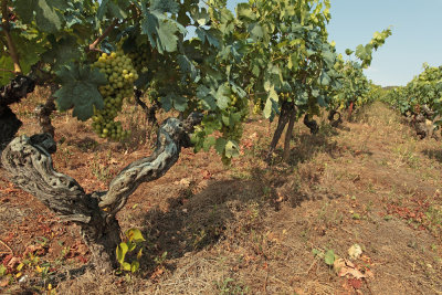 vineyard on island Vis (IMG_3065m.jpg