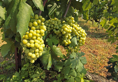 vineyard on island Vis (IMG_3095m.jpg