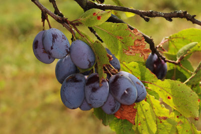 plums (IMG_5150m.jpg)