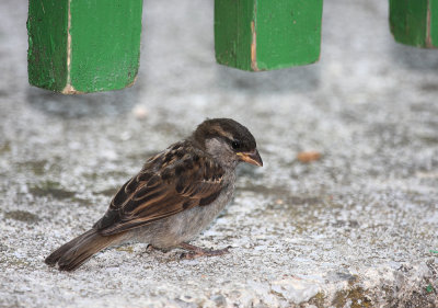 sparrow - vrabec (IMG_3173p.jpg)