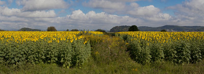 field of sunflowers - polje sončnic (Untitled_Panorama3m1.jpg)