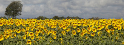 field of sunflowers - polje sončnic (Untitled_Panorama5m1.jpg)