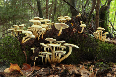 mushrooms - gobe (IMG_7603m.jpg)