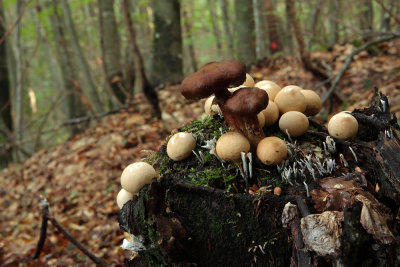 mushrooms - gobe (IMG_7576Om.jpg)