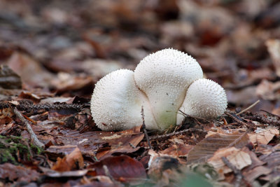 mushrooms - gobe (IMG_7650Om.jpg)