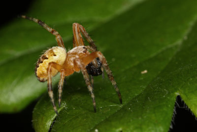 spider - pajek (IMG_4137m.jpg)