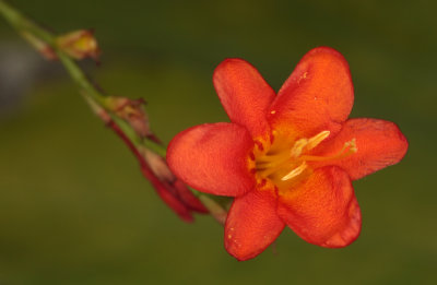 red flower - rdeči cvet (IMG_5106m.jpg)