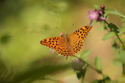 butterfly - metulj (IMG_4663m.jpg)