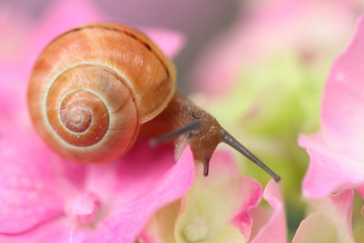 art - snail - pol (IMG_9003m.jpg)