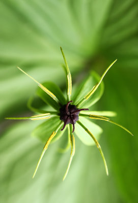 Atropa belladonna - volčja čenja (IMG_9613m.jpg)