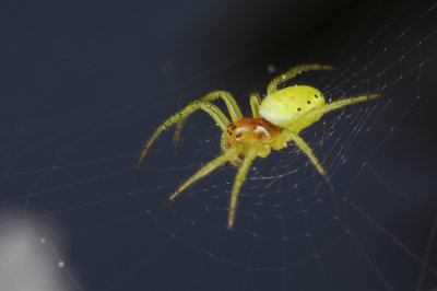 spider - pajek (IMG_8246m.jpg)