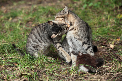 kind fight - prijazen ugriz (IMG_7117m.jpg)