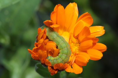 caterpillar - gosenica (IMG_6967m.jpg)