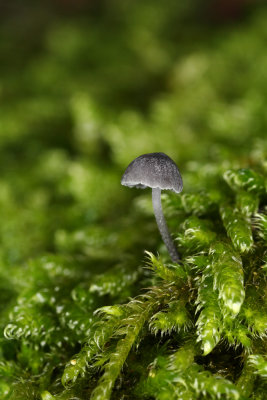 small mushroom - mala gobica (IMG_7856m.jpg)