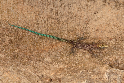 lizard camuflage - kuščar (IMG_3311m.jpg)