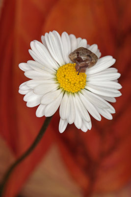 snail on daisy - polz na marjetici (_MG_0004m.jpg)
