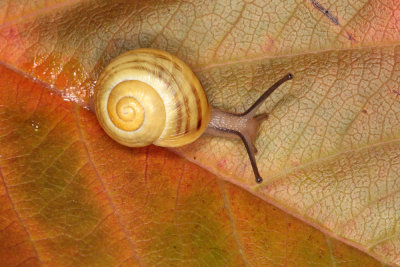 snail - polž (_MG_0130m.jpg)
