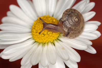 snail on daisy - polž na marjetici (_MG_0015m.jpg)