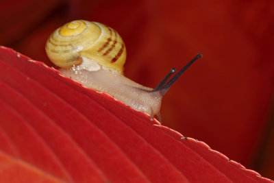 snail - polž (_MG_0160m.jpg)
